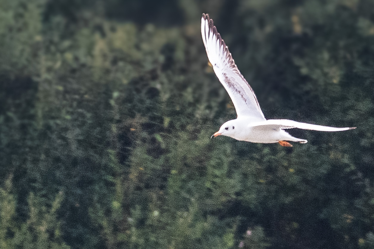 Mouette rieuse (Black-headed gull, Chroicephalus ridibundus), adulte internuptial au vol, Dépôt 54, Réserve naturelle de Mont-Bernanchon, Hauts de France.